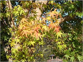 「紅葉　2011年10月7日」