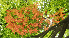 「森林の駅　紅葉情報　2012年 9月 6日」