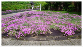 「松葉菊が見頃を迎えました」