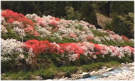 花桃植栽プロジェクト