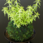 小さな紅葉の苔玉つくり
