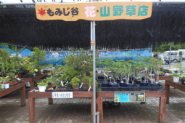 もみじ谷 花・山野草店